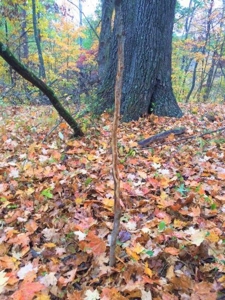 113 Acres Athens County Ohio Hunting Property - image 45