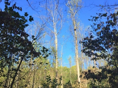 113 Acres Athens County Ohio Hunting Property - image 22