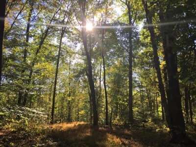 113 Acres Athens County Ohio Hunting Property - image 7