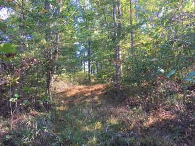 113 Acres Athens County Ohio Hunting Property - image 28