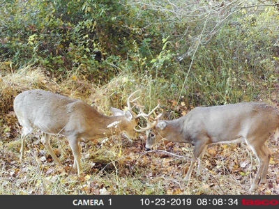 113 Acres Athens County Ohio Hunting Property - image 43
