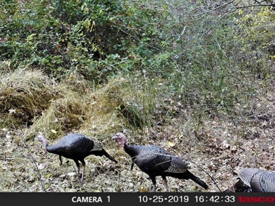 113 Acres Athens County Ohio Hunting Property - image 44