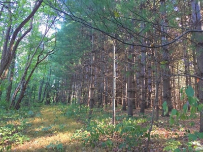 113 Acres Athens County Ohio Hunting Property - image 32