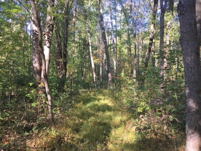 113 Acres Athens County Ohio Hunting Property - image 24