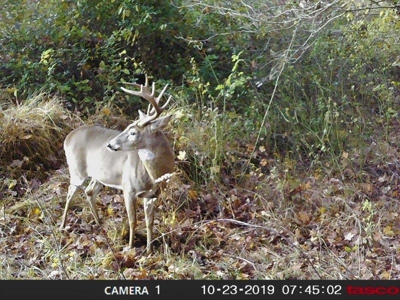 113 Acres Athens County Ohio Hunting Property - image 41