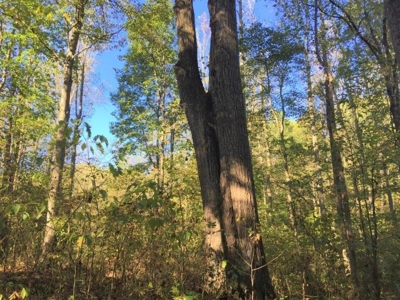 113 Acres Athens County Ohio Hunting Property - image 27
