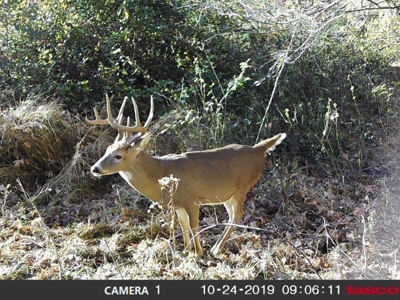 113 Acres Athens County Ohio Hunting Property - image 42