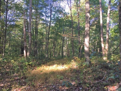 113 Acres Athens County Ohio Hunting Property - image 8