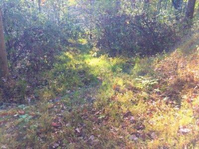 113 Acres Athens County Ohio Hunting Property - image 9
