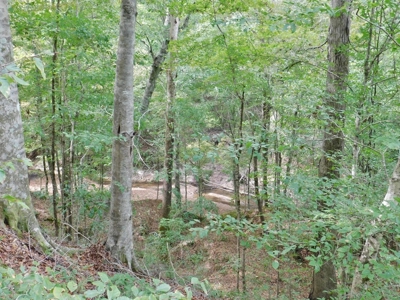 70 Acres Hunting Land 5 Bed/3 Bath Historic Home Natchez MS - image 15