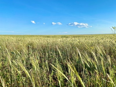 Alfalfa Hay Farm Small Acreage with Homesite Eastern Montana - image 3