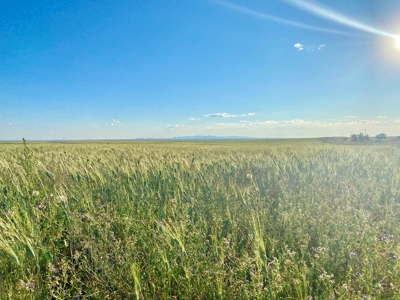 Alfalfa Hay Farm Small Acreage with Homesite Eastern Montana - image 2