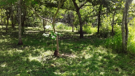 1.7H Farm For Sale In Copecito El Espino San Carlos Panama - image 12