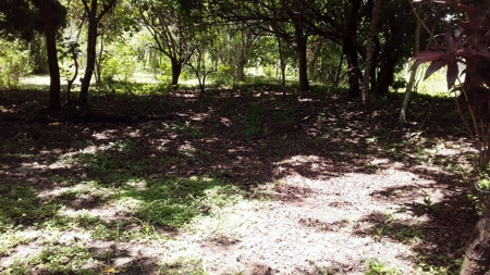 1.7H Farm For Sale In Copecito El Espino San Carlos Panama - image 13