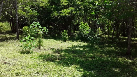 1.7H Farm For Sale In Copecito El Espino San Carlos Panama - image 11