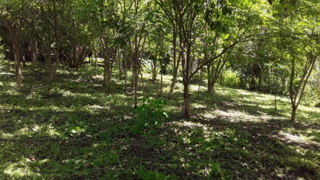 1.7H Farm For Sale In Copecito El Espino San Carlos Panama - image 10