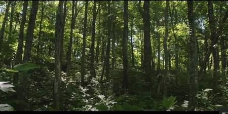 166 Acres in East TN and VA For Sale - image 2