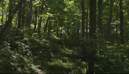 166 Acres in East TN and VA For Sale - image 3