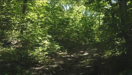 166 Acres in East TN and VA For Sale - image 6