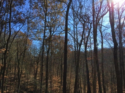 123 Acre Morgan County Ohio Hunting Property - image 2
