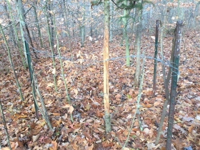 123 Acre Morgan County Ohio Hunting Property - image 29