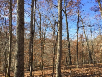 123 Acre Morgan County Ohio Hunting Property - image 9