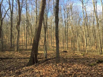 123 Acre Morgan County Ohio Hunting Property - image 5