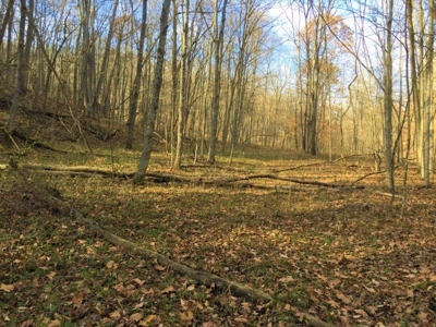 123 Acre Morgan County Ohio Hunting Property - image 20
