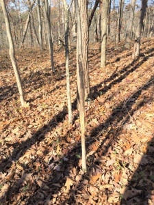 123 Acre Morgan County Ohio Hunting Property - image 15