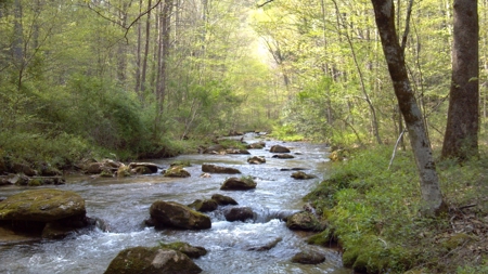 2500 +/- Acres in Watauga County, North Carolina - image 2