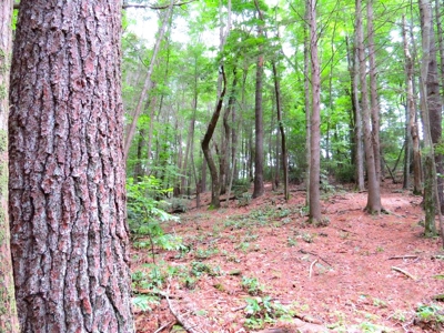 2500 +/- Acres in Watauga County, North Carolina - image 14