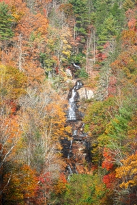 2500 +/- Acres in Watauga County, North Carolina - image 16