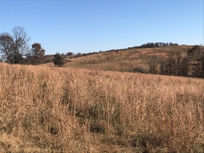 Ozark Property, Farm Land - image 12