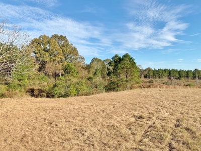 Hunting Land for Sale Sandy Hook, Marion Co, Southwest MS - image 3