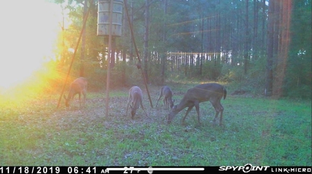 Hunting Land for Sale Sandy Hook, Marion Co, Southwest MS - image 24