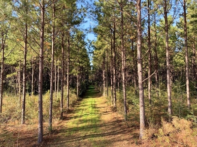 Hunting Land for Sale Sandy Hook, Marion Co, Southwest MS - image 21