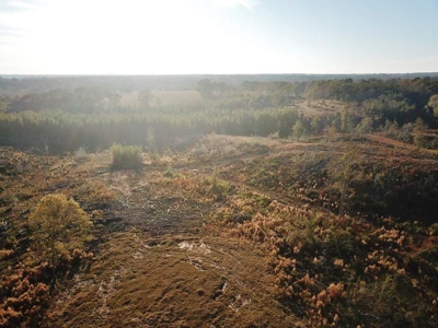 Hunting Land for Sale Sandy Hook, Marion Co, Southwest MS - image 5