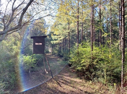 Hunting Land for Sale Sandy Hook, Marion Co, Southwest MS - image 22