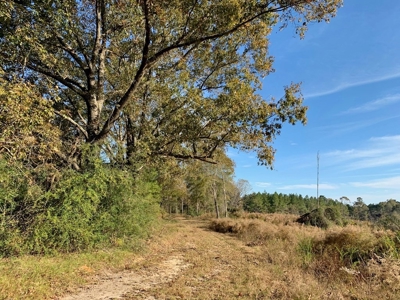 Hunting Land for Sale Sandy Hook, Marion Co, Southwest MS - image 4