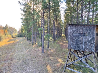 Hunting Land for Sale Sandy Hook, Marion Co, Southwest MS - image 32
