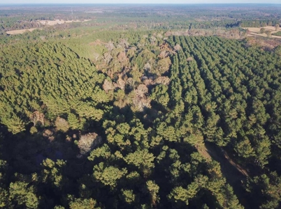 Hunting Land for Sale Sandy Hook, Marion Co, Southwest MS - image 9