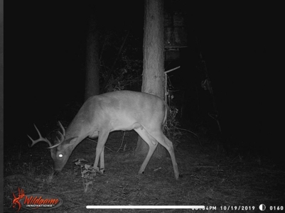Hunting Land for Sale Sandy Hook, Marion Co, Southwest MS - image 39