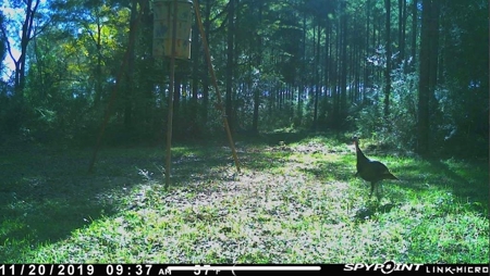 Hunting Land for Sale Sandy Hook, Marion Co, Southwest MS - image 23
