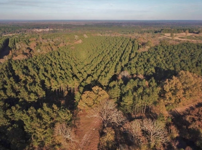 Hunting Land for Sale Sandy Hook, Marion Co, Southwest MS - image 7
