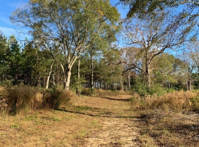 Hunting Land for Sale Sandy Hook, Marion Co, Southwest MS - image 2