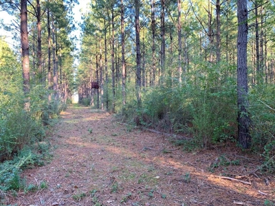 Hunting Land for Sale Sandy Hook, Marion Co, Southwest MS - image 28
