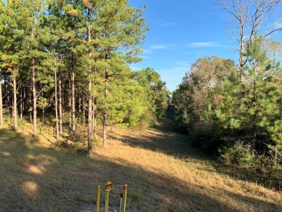 Hunting Land for Sale Sandy Hook, Marion Co, Southwest MS - image 30