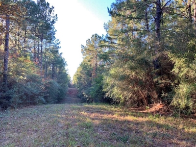 Hunting Land for Sale Sandy Hook, Marion Co, Southwest MS - image 34