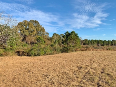 Hunting Land for Sale Sandy Hook, Marion Co, Southwest MS - image 20