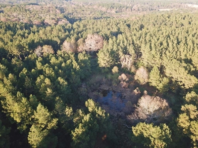 Hunting Land for Sale Sandy Hook, Marion Co, Southwest MS - image 13